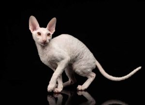 Le devon rex - supercroquettes